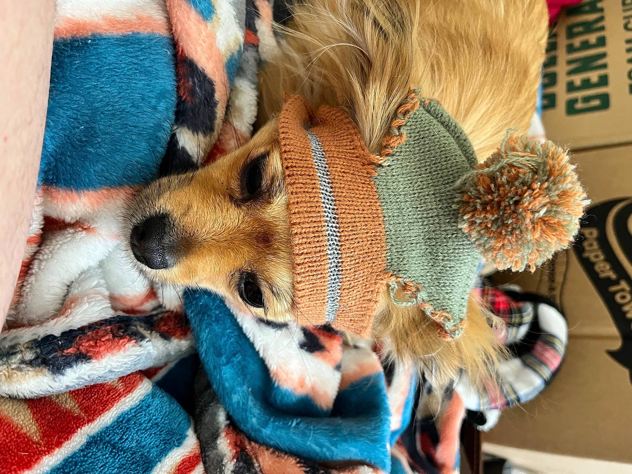Abby is registered to the contest to win money with this photo: carnivore, companion_dog, dog, dog_breed, dog_clothes, dog_supply, eyewear, fashion_accessory, fawn, feather, felidae, fur, fur_clothing, hat, pattern, plaid, snout, sunglasses, tartan, whiskers
