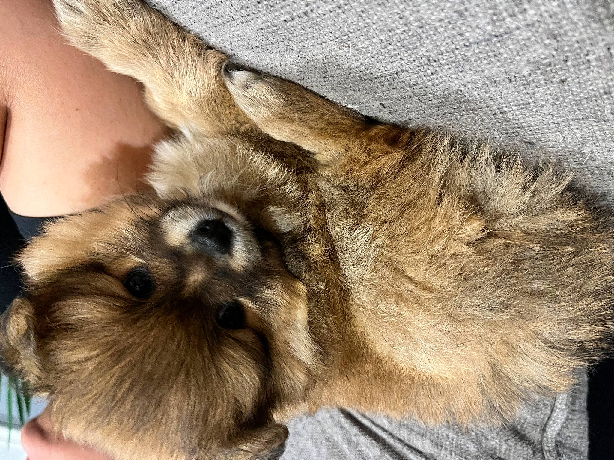 Kardi is registered to the contest to win money with this photo: ancient_dog_breeds, canidae, carnivore, claw, companion_dog, dog, dog_breed, ear, fawn, felidae, fur, liver, paw, snout, sporting_group, terrestrial_animal, toy_dog, whiskers, wildlife, working_animal