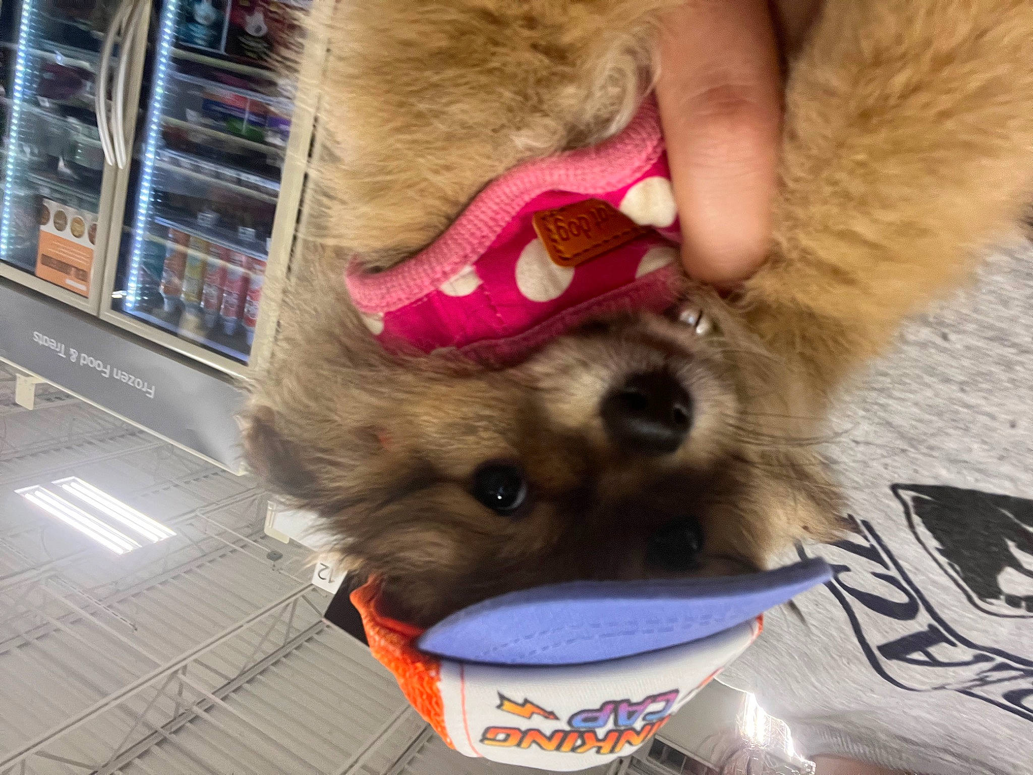 Kardi is registered to the contest to win money with this photo: canidae, carnivore, companion_dog, cup, dog, dog_breed, dog_supply, fawn, felidae, fur, mammal, paw, pet_supply, small_to_medium_sized_cats, snout, sporting_group, toy_dog, vertebrate, whiskers, working_animal