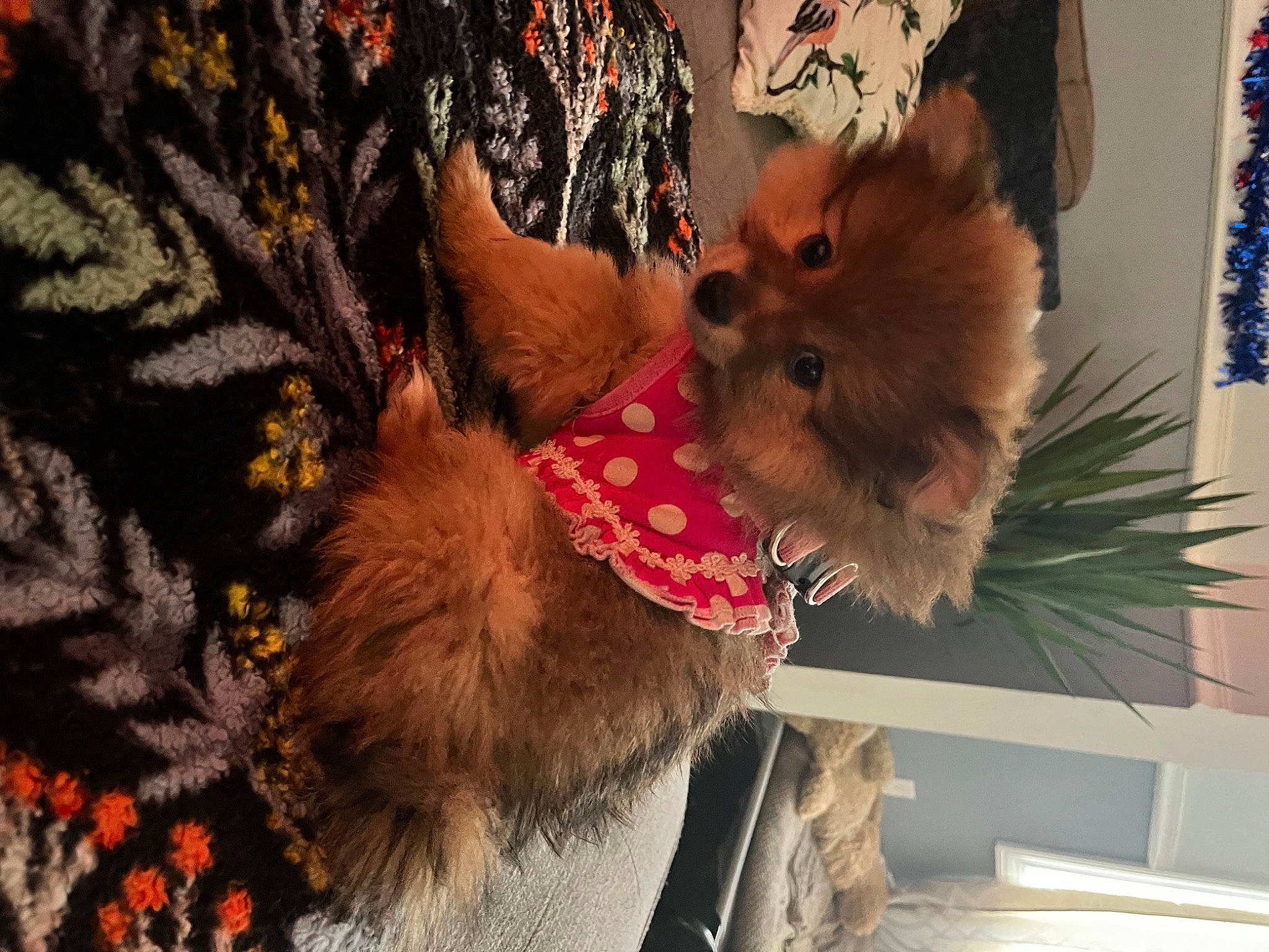 Kardi joined the competition — help win amazing prizes! canidae, carnivore, collar, companion_dog, dog, dog_breed, dog_clothes, dog_collar, dog_supply, fawn, fur, hat, liver, pet_supply, snout, sporting_group, sunglasses, toy_dog, whiskers, working_animal