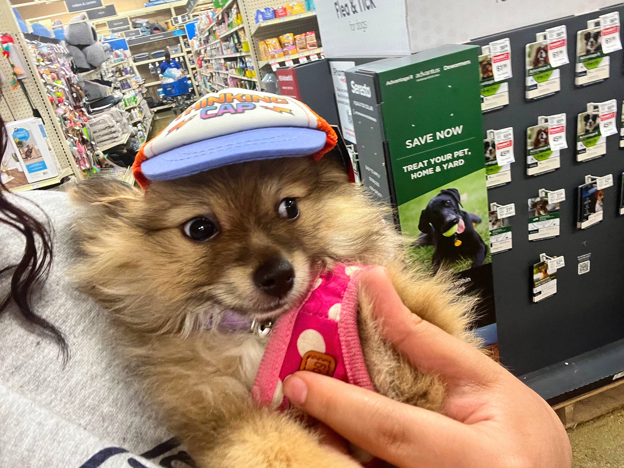 Kardi is registered to the contest to win money with this photo: advertising, ancient_dog_breeds, box, canidae, carnivore, companion_dog, dog, dog_breed, dog_supply, fawn, fur, machine, pomeranian, small_terrier, snout, spitz, sporting_group, toy_dog, whiskers, working_animal