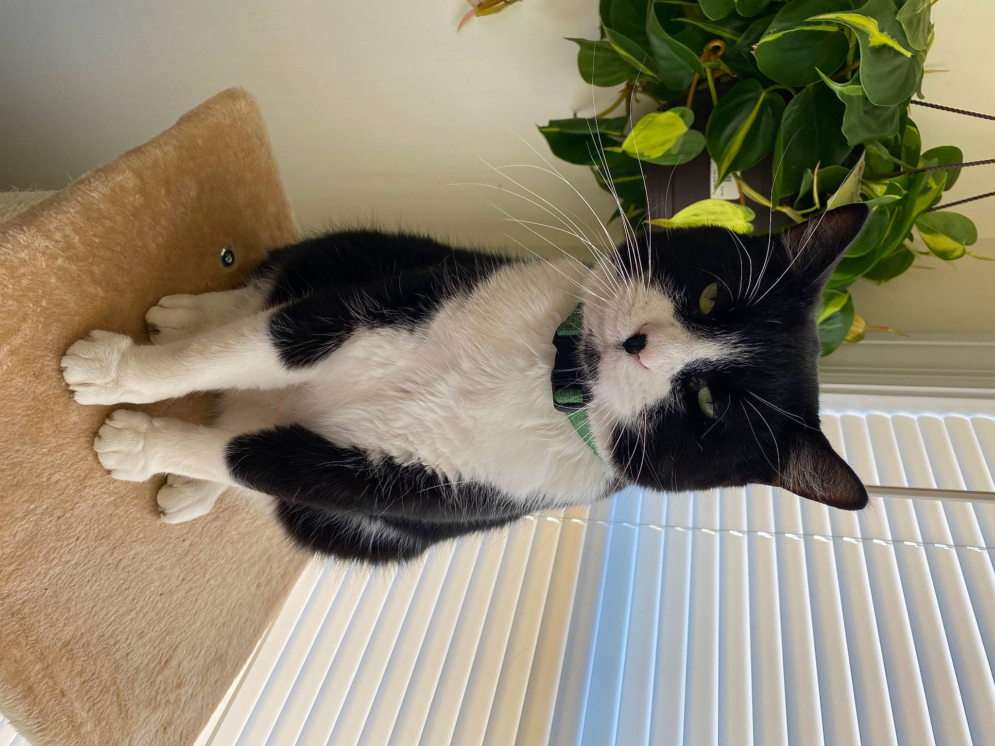 Bill is registered to the contest to win money with this photo: carnivore, cat, claw, comfort, domestic_short_haired_cat, felidae, floor, flooring, flowerpot, foot, fur, hardwood, houseplant, paw, plant, small_to_medium_sized_cats, snout, tail, whiskers, wood