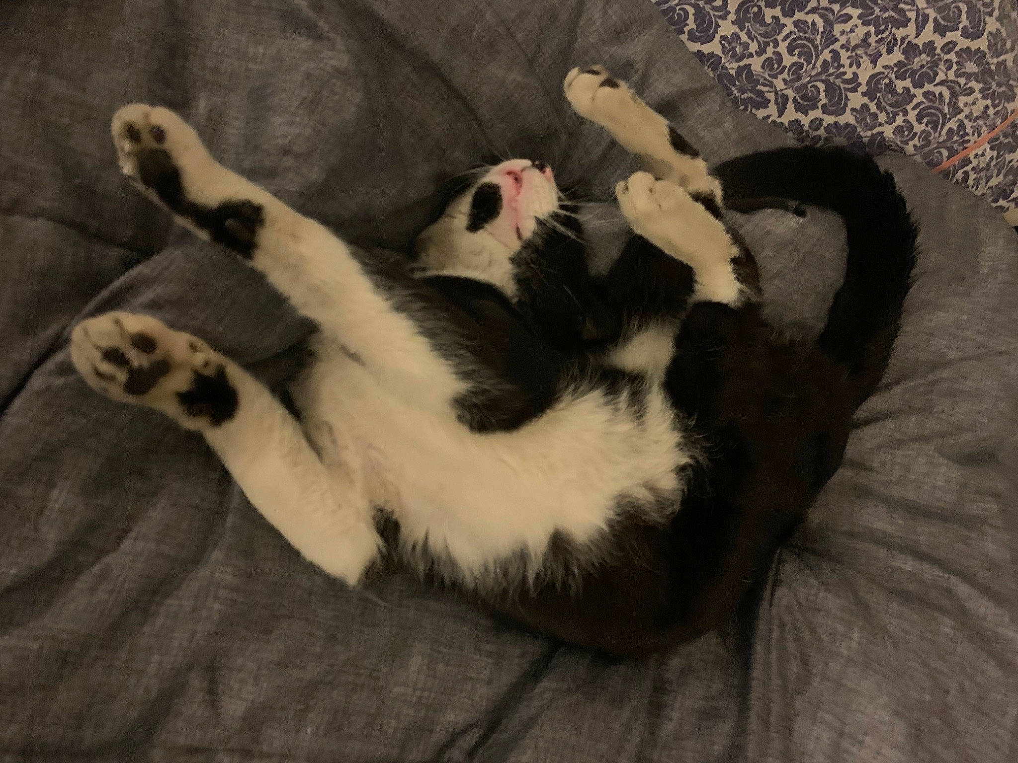 Bill joined the competition — help win amazing prizes! canidae, carnivore, cat, claw, comfort, dog_breed, domestic_short_haired_cat, felidae, foot, fur, paw, small_to_medium_sized_cats, tail, terrestrial_animal, whiskers