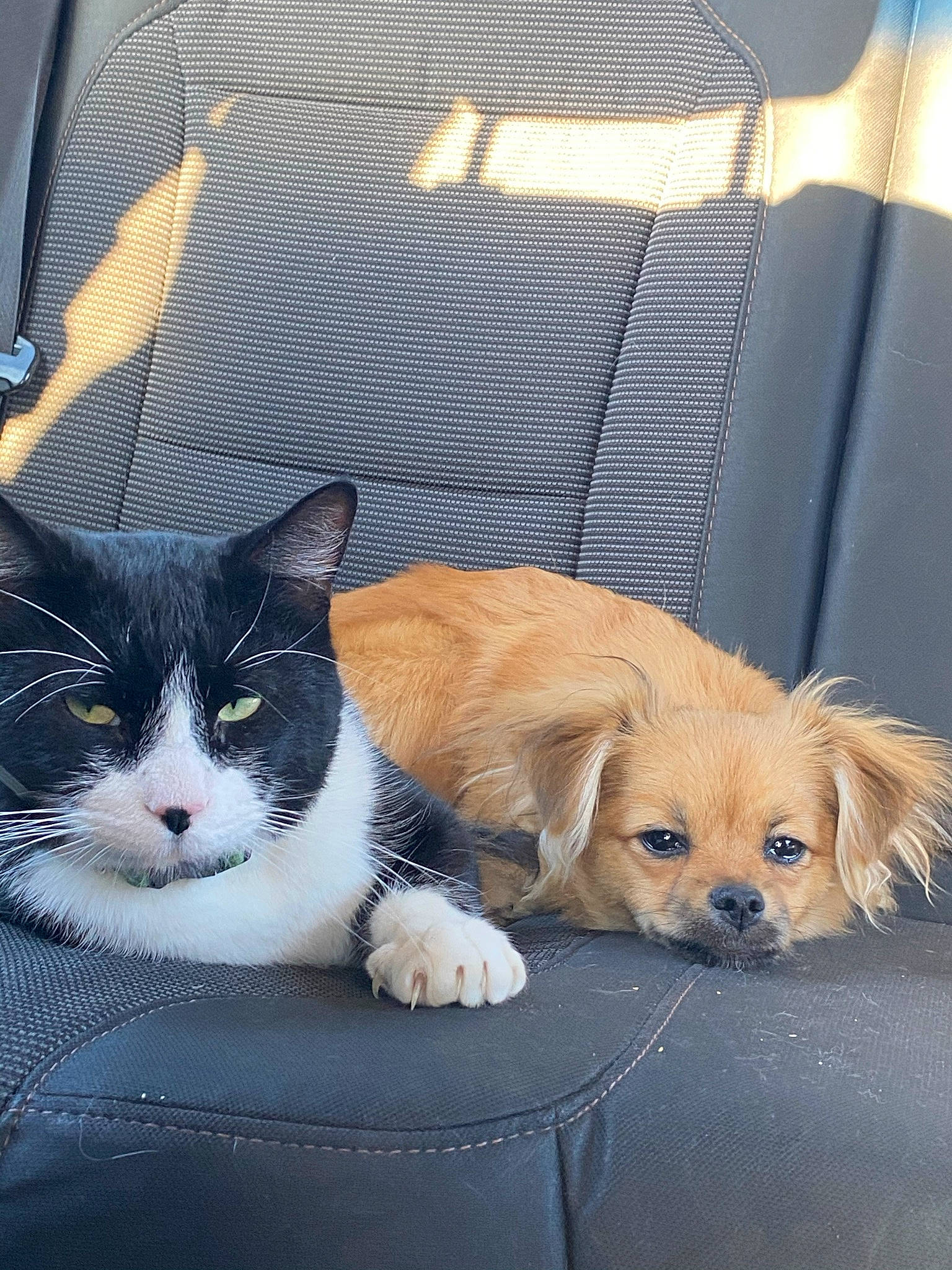 Bill joined the competition — help win amazing prizes! automotive_lighting, carnivore, cat, claw, comfort, companion_dog, couch, dog, dog_breed, domestic_short_haired_cat, fawn, felidae, fur, paw, pet_supply, sitting, small_to_medium_sized_cats, snout, tail, whiskers