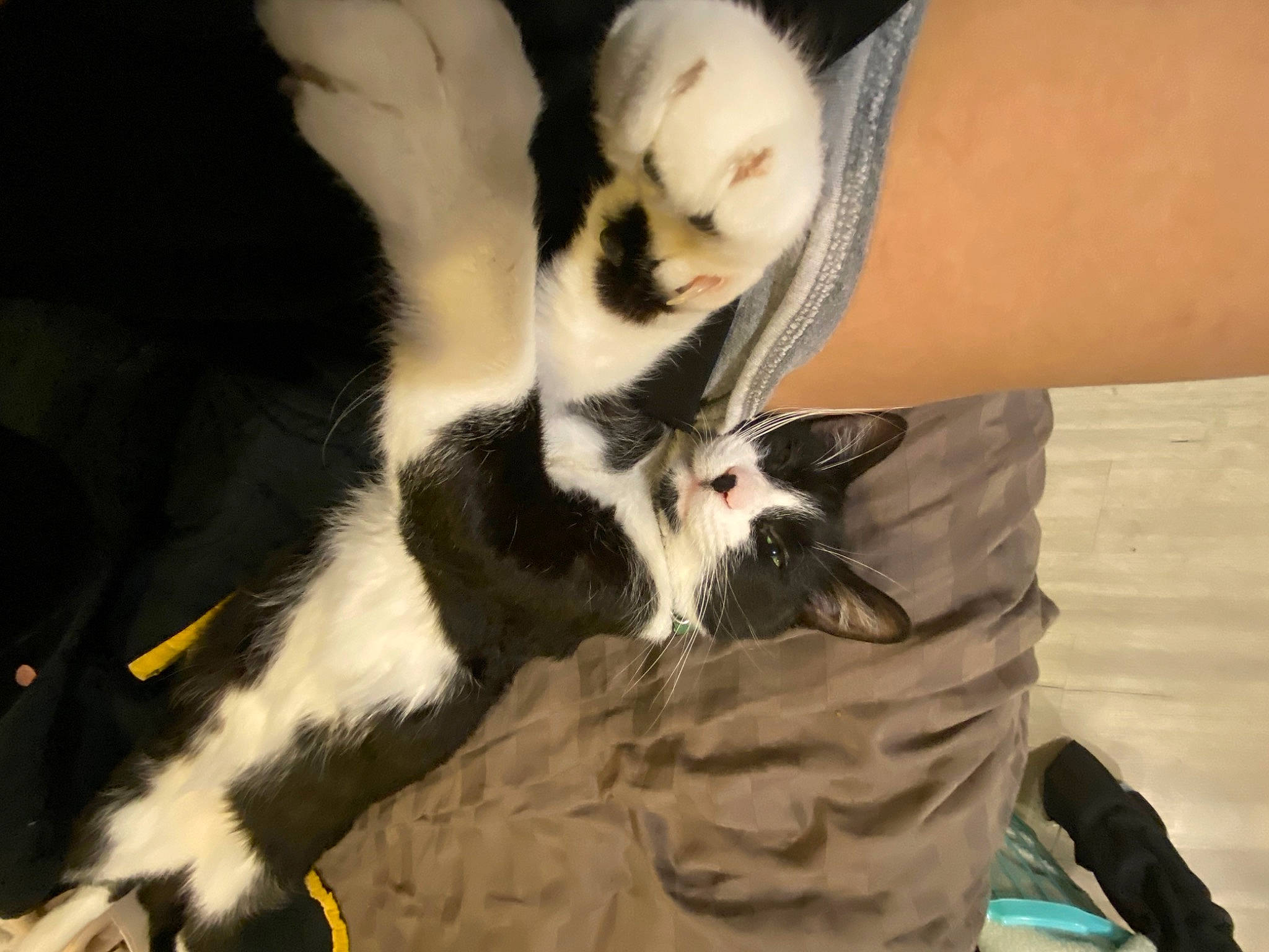 Bill joined the competition — help win amazing prizes! carnivore, cat, claw, comfort, companion_dog, dog_breed, fawn, felidae, foot, formal_wear, fur, gesture, human_leg, nail, paw, small_to_medium_sized_cats, tail, terrestrial_animal, thigh, whiskers