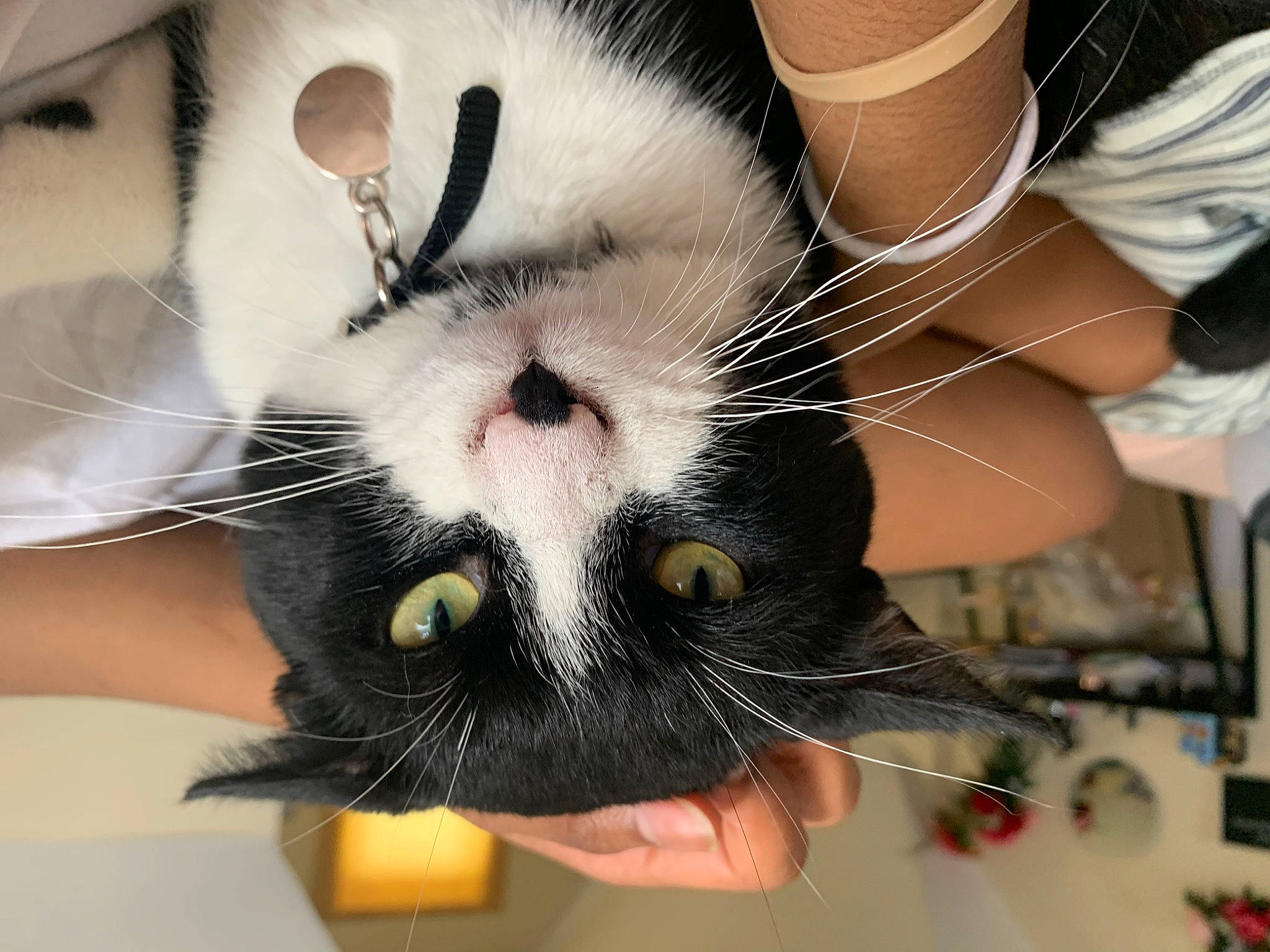 Bill joined the competition — help win amazing prizes! beard, carnivore, cat, claw, comfort, domestic_short_haired_cat, eyelash, felidae, finger, foot, fur, gesture, happy, nail, paw, small_to_medium_sized_cats, snout, whiskers