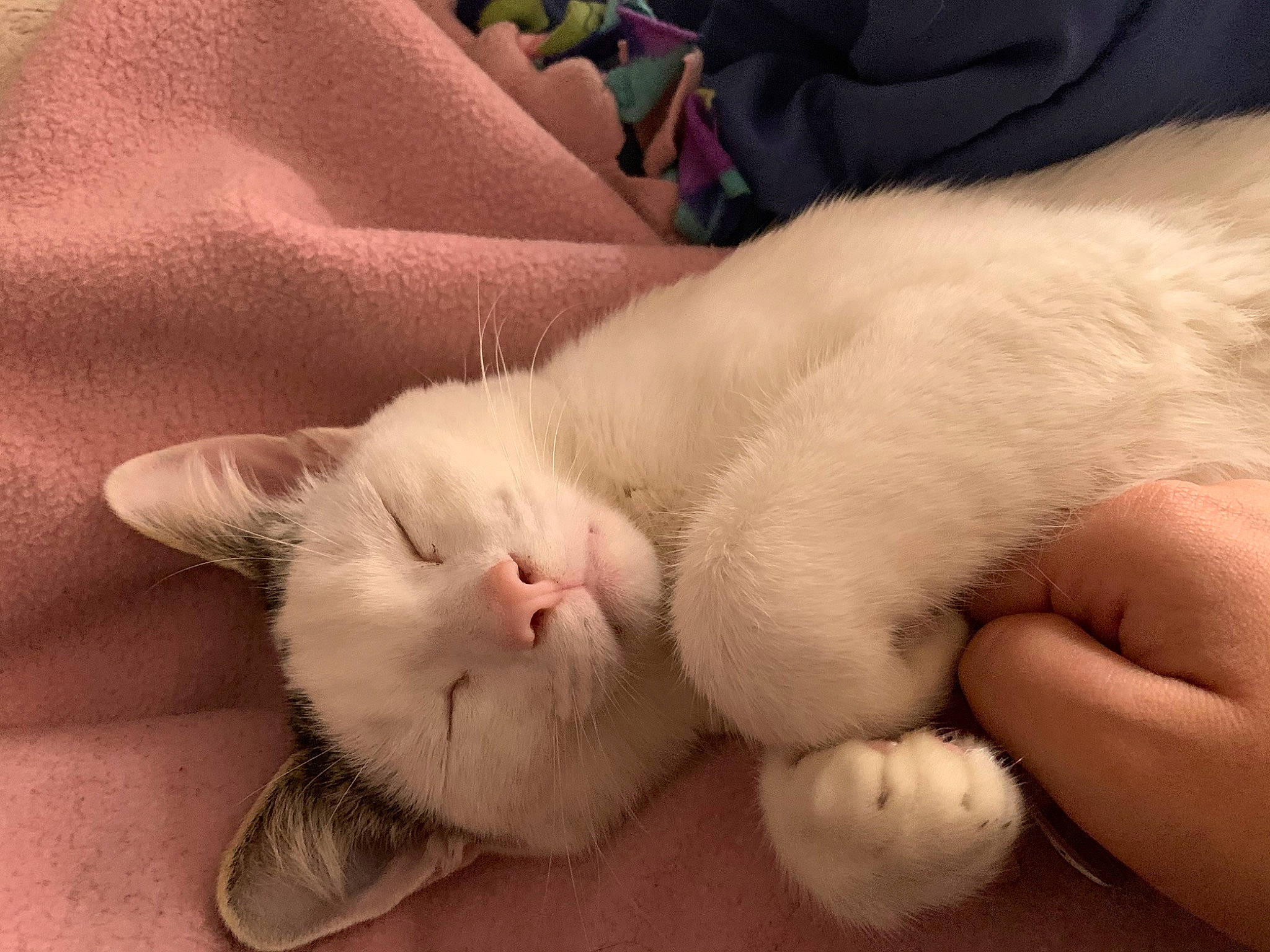 Pickles is registered to the contest to win money with this photo: carnivore, cat, claw, comfort, domestic_short_haired_cat, fawn, felidae, foot, fur, nail, nap, paw, sleep, small_to_medium_sized_cats, snout, tail, terrestrial_animal, whiskers