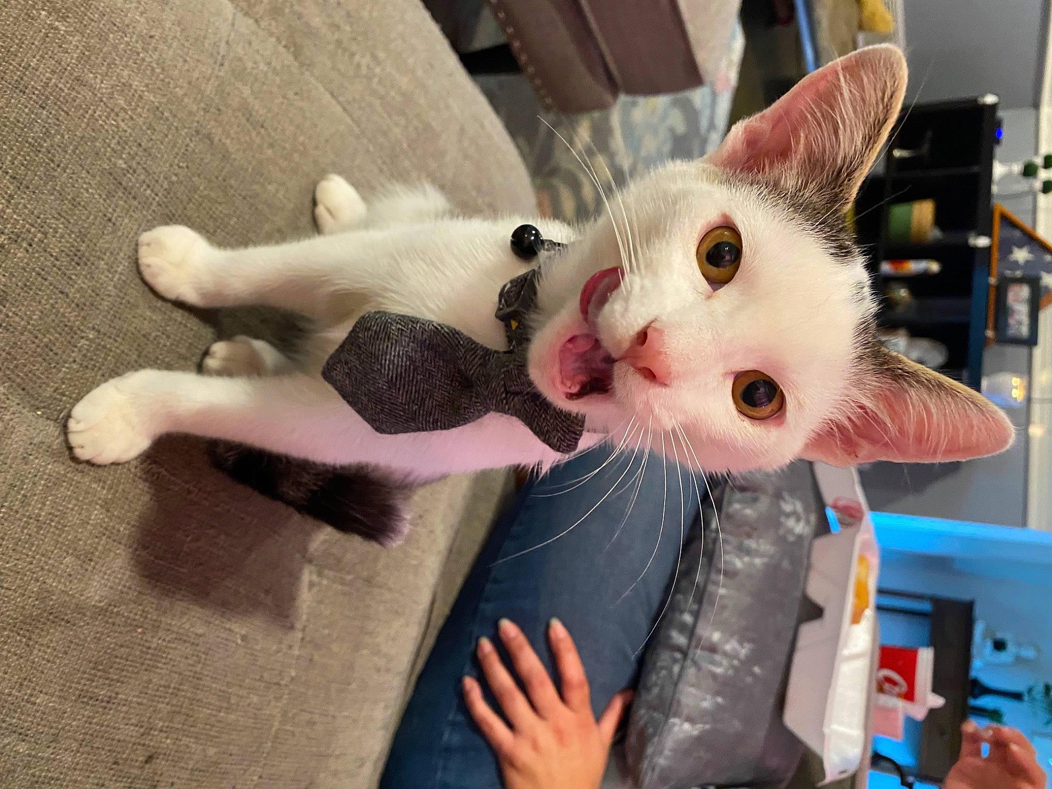 Pickles is registered to the contest to win money with this photo: carnivore, cat, comfort, domestic_short_haired_cat, ear, fang, fawn, felidae, foot, fur, houseplant, nail, paw, small_to_medium_sized_cats, snout, tail, whiskers