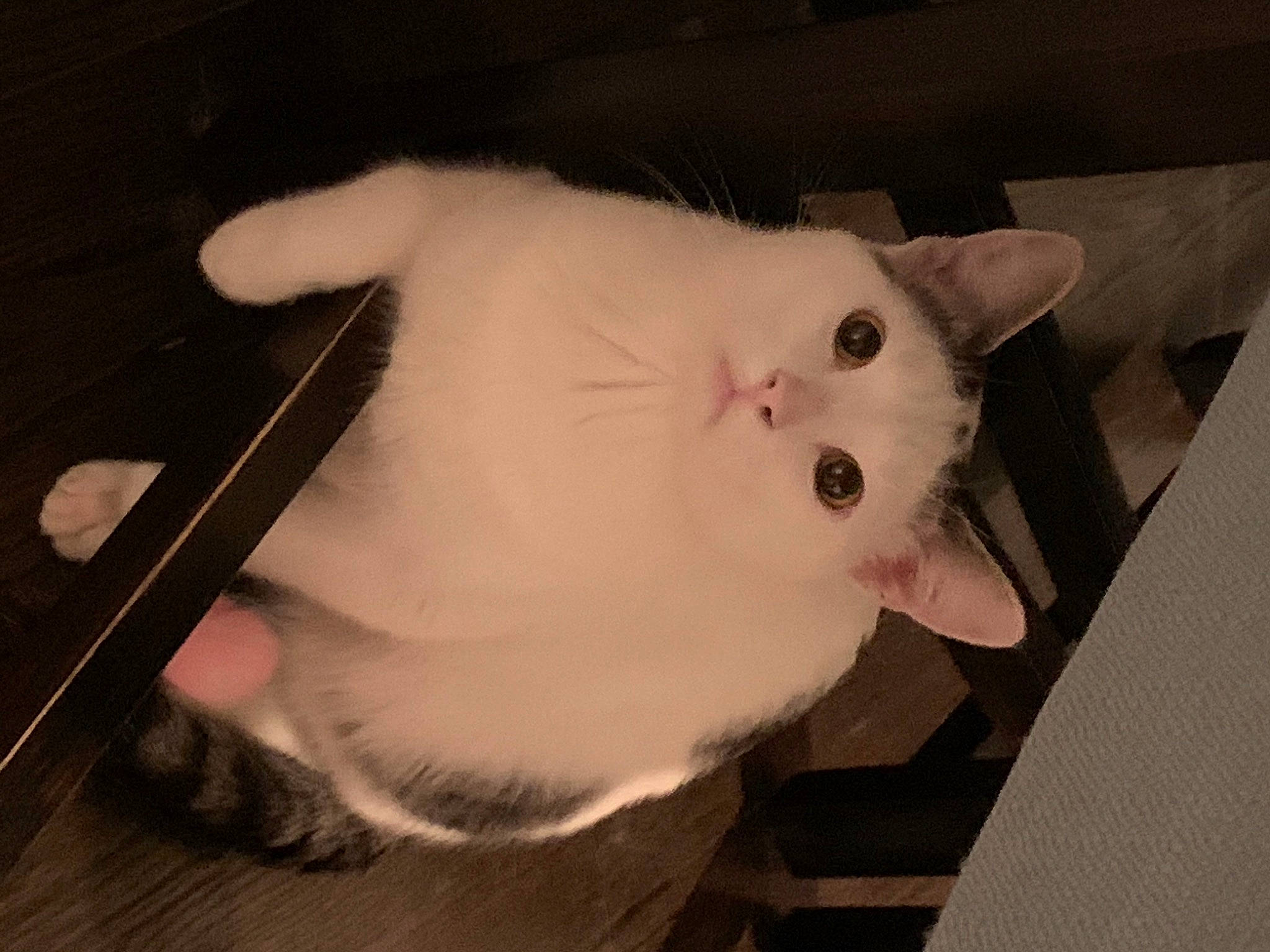 Pickles joined the competition — help win amazing prizes! carnivore, cat, domestic_short_haired_cat, ear, fang, fawn, felidae, fur, small_to_medium_sized_cats, snout, tail, whiskers