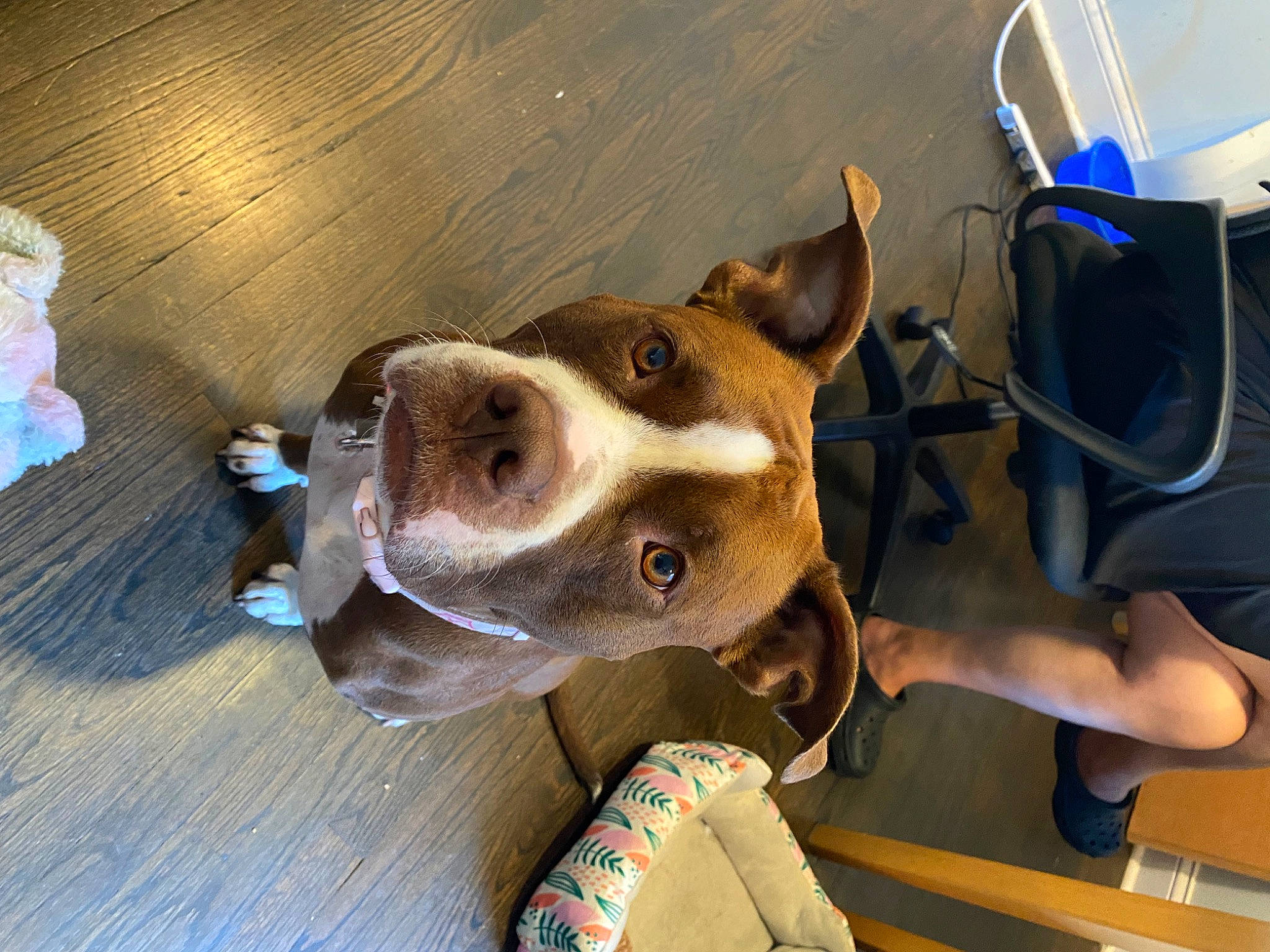 Boogie joined the competition — help win amazing prizes! carnivore, collar, companion_dog, dog, dog_breed, dog_collar, ear, eye, eyewear, fashion_accessory, fawn, fur, hardwood, jaw, personal_protective_equipment, snout, sporting_group, whiskers, wood, working_animal