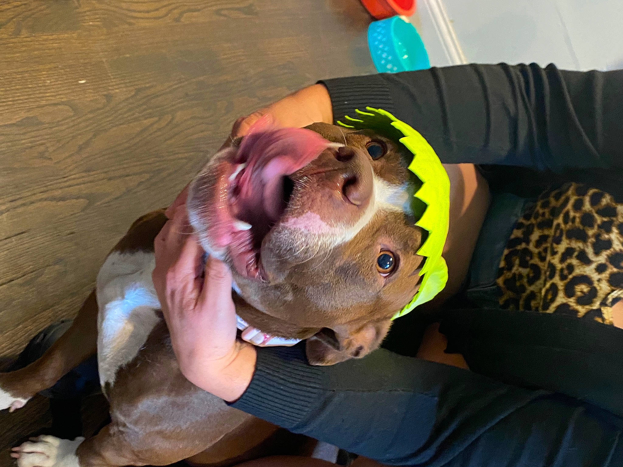 Boogie is registered to the contest to win money with this photo: animation, costume, ear, eyelash, eyewear, fashion_accessory, fun, jaw, mouth, personal_protective_equipment, plush, selfie, stuffed_toy, throat, toy, wrinkle