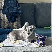 Jojo is registered to the contest to win money with this photo: blanket, canine, casual, comfort, couch, cozy, dog, domestic, furniture, gray_dog, home, human_leg, indoor, living_room, pet, relaxed, resting, seated, textile, toy