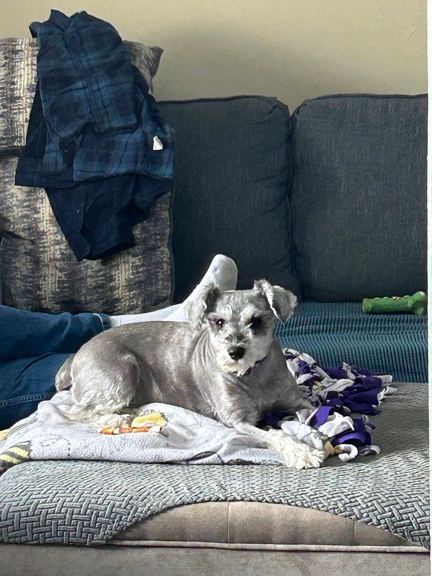 Jojo is registered to the contest to win money with this photo: blanket, canine, casual, comfort, couch, cozy, dog, domestic, furniture, gray_dog, home, human_leg, indoor, living_room, pet, relaxed, resting, seated, textile, toy