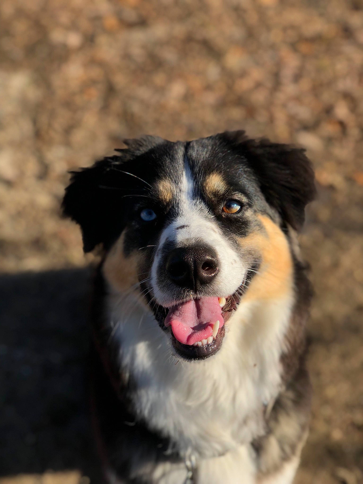 Bailey is registered to the contest to win money with this photo: australian_collie, australian_shepherd, bernese_mountain_dog, border_collie, canidae, carnivore, companion_dog, dog, dog_breed, english_shepherd, herding_dog, mammal, miniature_australian_shepherd, nose, rare_breed_dog, snout, vertebrate, welsh_sheepdog, whiskers, working_dog