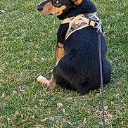 Spanky joined the competition — help win amazing prizes! alert, animal, black_and_tan, canine, daylight, dog, ears, fur, grass, ground, harness, leash, looking_back, muzzle, nature, outdoor, paw, pet, sitting, tail