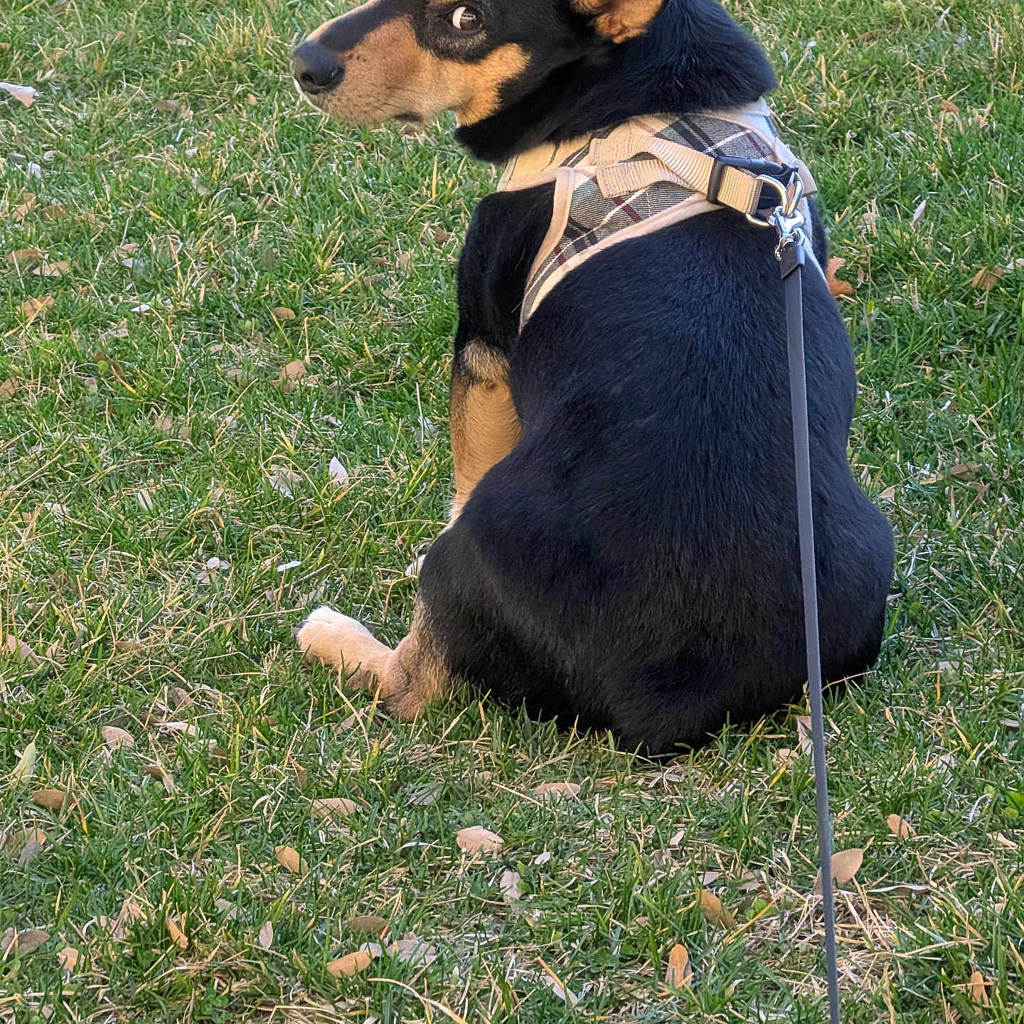 Spanky