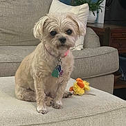 Lexie joined the competition — help win amazing prizes! dog, pet, small_dog, fluffy, sitting, collar, tags, toy, plush_toy, duck_toy, ottoman, couch, pillow, living_room, plant, furniture, indoor, cozy, beige, gray