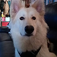 Halo is registered to the contest to win money with this photo: dog, white_dog, pet, indoor, living_room, leather_couch, ears, fur, household_items, coat, furniture, portrait, animal, calm, close_up, domestic_animal, canine, face, nose, sitting