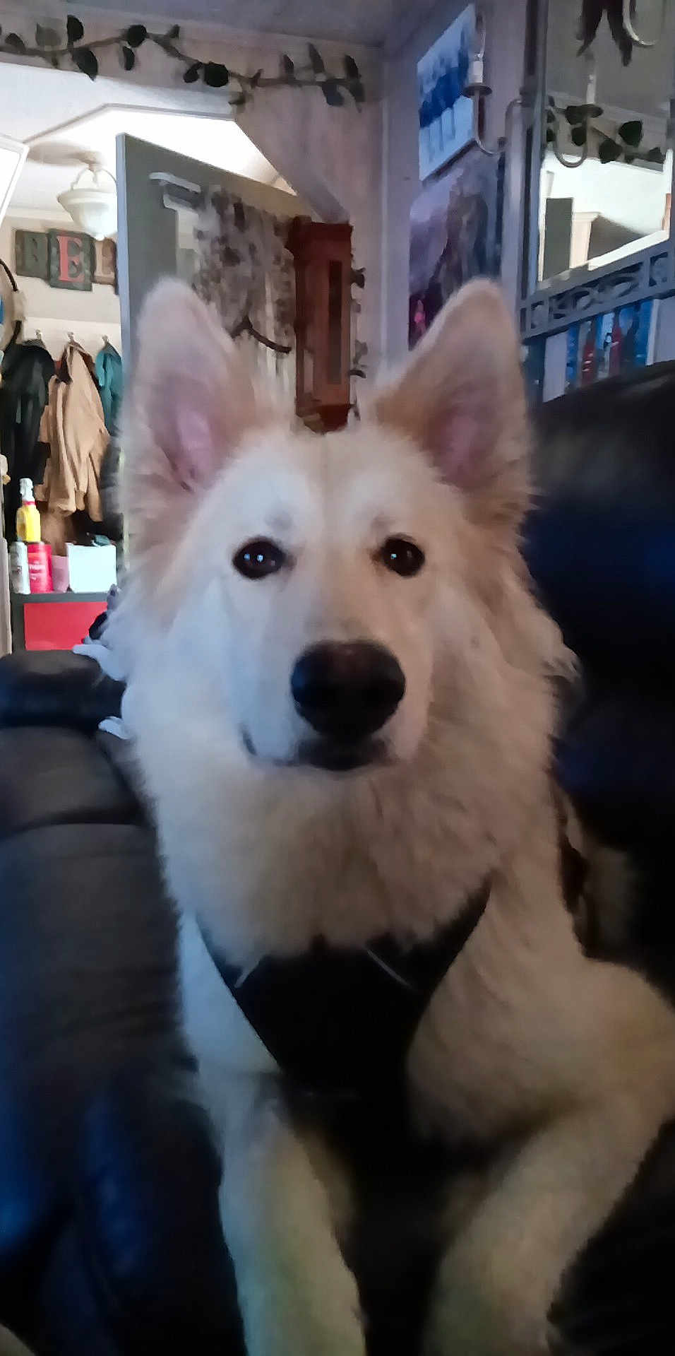 Halo