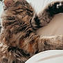 Dash joined the competition — help win amazing prizes! cat, tabby, sleeping, furry, paw, indoor, cozy, resting, pet, animal, fur, closeup, whiskers, cute, relaxed, mammal, domestic, soft, bed, peaceful