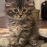 Dash joined the competition — help win amazing prizes! kitten, cat, fluffy, fur, pet, animal, cute, indoor, carpet, texture, small, young, whiskers, paws, sitting, portrait, curious, domestic, feline, adorable