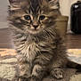 kitten, cat, fluffy, fur, pet, animal, cute, indoor, carpet, texture, small, young, whiskers, paws, sitting, portrait, curious, domestic, feline, adorable