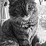 Dash is registered to the contest to win money with this photo: cat, fluffy, window, black_and_white, close_up, toy_train, curious, feline, pet, indoor, whiskers, portrait, animal, domestic_cat, fur, eyes, sitting, quiet, soft_light, background