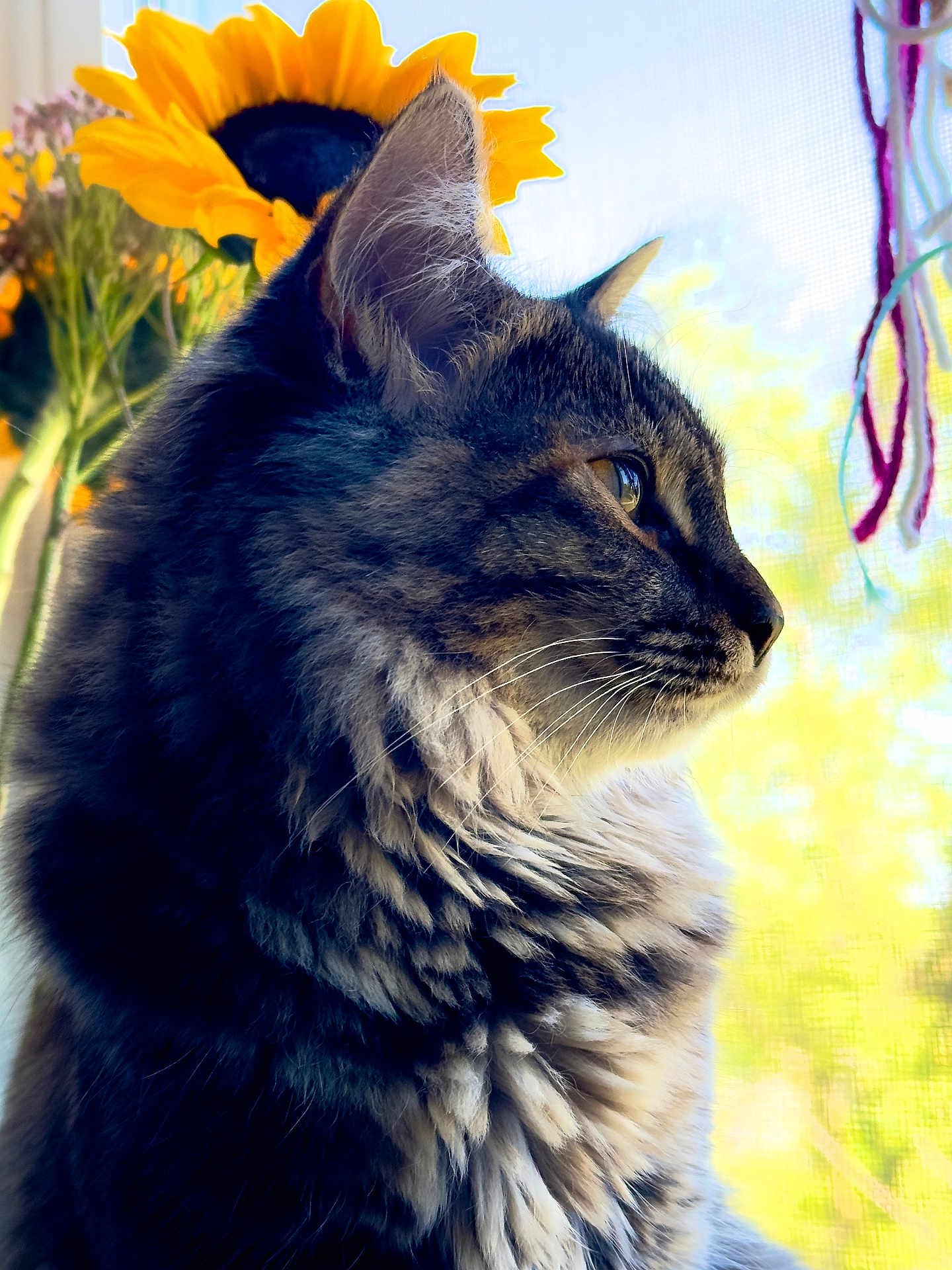 Dash is registered to the contest to win money with this photo: cat, fluffy, profile, sunflower, window, indoor, pet, feline, fur, curious, closeup, side_view, natural_light, domestic_animal, yellow_flower, soft_texture, whiskers, relaxed, portrait, background