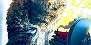 Dash is registered to the contest to win money with this photo: cat, tabby_cat, fluffy, windowsill, sunlight, sunflowers, yellow_flowers, toy_train, miniature, stone_bridge, rock, indoor, pet, animal, feline, closeup, curious, decor, colorful, nature