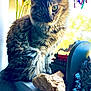 cat, tabby_cat, fluffy, windowsill, sunlight, sunflowers, yellow_flowers, toy_train, miniature, stone_bridge, rock, indoor, pet, animal, feline, closeup, curious, decor, colorful, nature