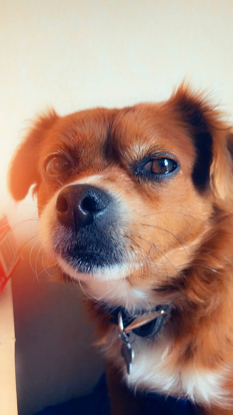 Peki joined the competition — help win amazing prizes! canidae, carnivore, close_up, companion_dog, dog, dog_breed, ear, eye, fawn, fur, mammal, nose, photography, puppy, puppy_love, rare_breed_dog, snout, sporting_group, tibetan_spaniel, whiskers