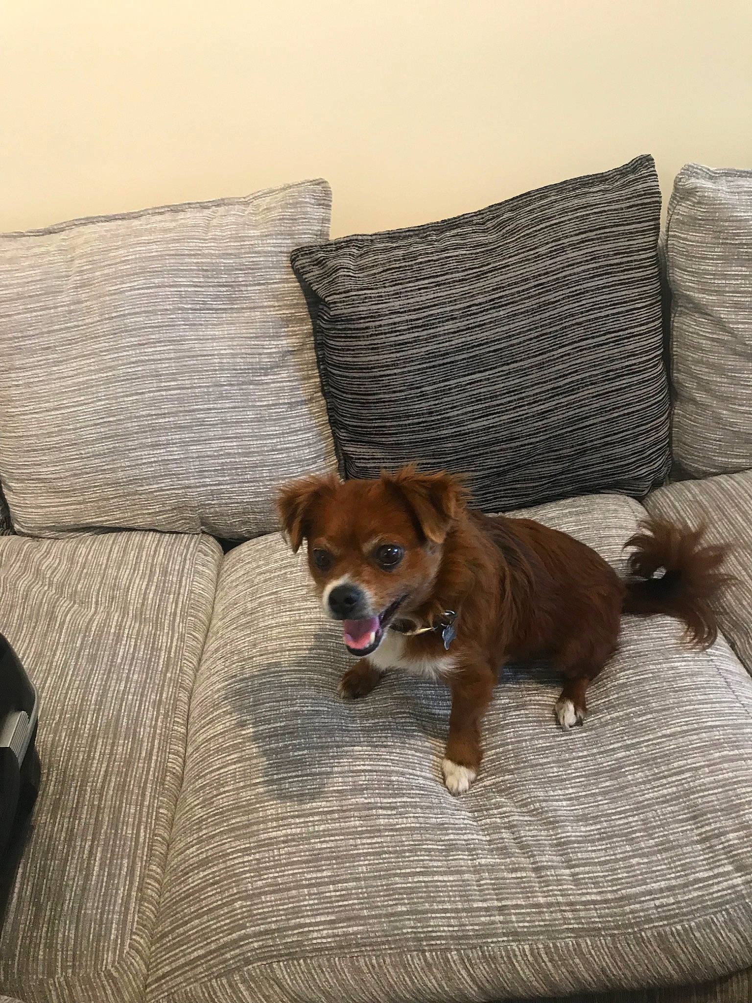 Peki joined the competition — help win amazing prizes! bed, canidae, carnivore, comfort, companion_dog, couch, dog, dog_breed, fawn, furniture, puppy, room