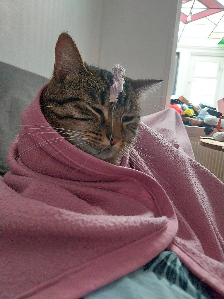 Havane participe au concours pour gagner de l'argent avec cette photo : bedding, blanket, carnivore, cat, claw, comfort, domestic_short_haired_cat, fawn, felidae, fur, grey, linens, nap, room, sleeve, small_to_medium_sized_cats, tail, terrestrial_animal, textile, whiskers