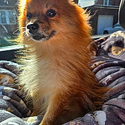 Sandie is registered to the contest to win money with this photo: animal, blanket, car, companion, cozy, cute, dog, domestic, fluffy, fur, house, indoors, pet, pomeranian, portrait, sitting, small_dog, sunlight, warm_light, window