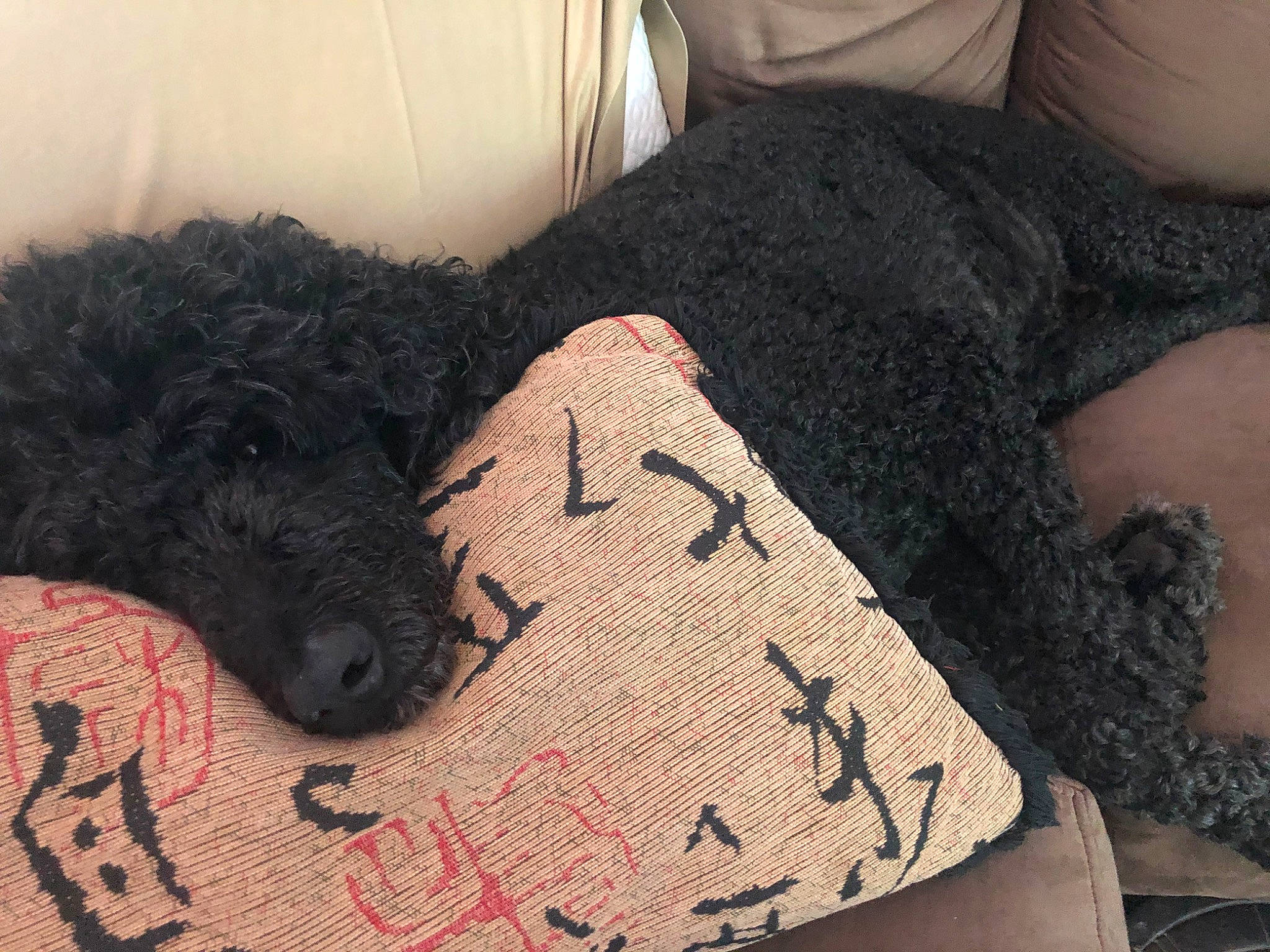 Niko joined the competition — help win amazing prizes! canidae, carnivore, dog, dog_breed, lagotto_romagnolo, miniature_poodle, non_sporting_group, poodle, spanish_water_dog, sporting_group, standard_poodle, toy_dog