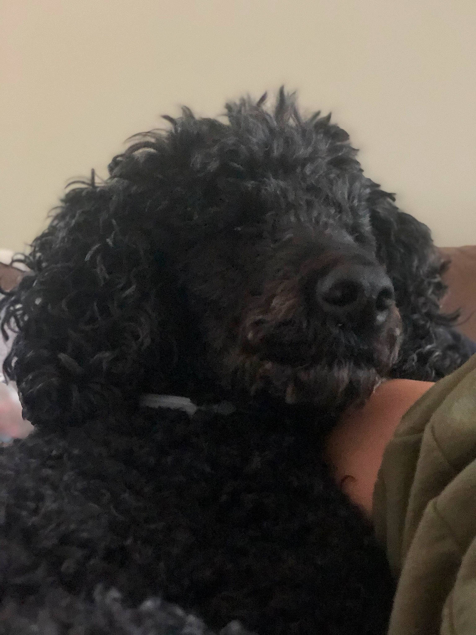 Niko is registered to the contest to win money with this photo: barbet, canidae, carnivore, cockapoo, dog, dog_breed, labradoodle, lagotto_romagnolo, mammal, miniature_poodle, poodle, portuguese_water_dog, schnoodle, snout, spanish_water_dog, sporting_group, standard_poodle, terrier, vertebrate, water_dog