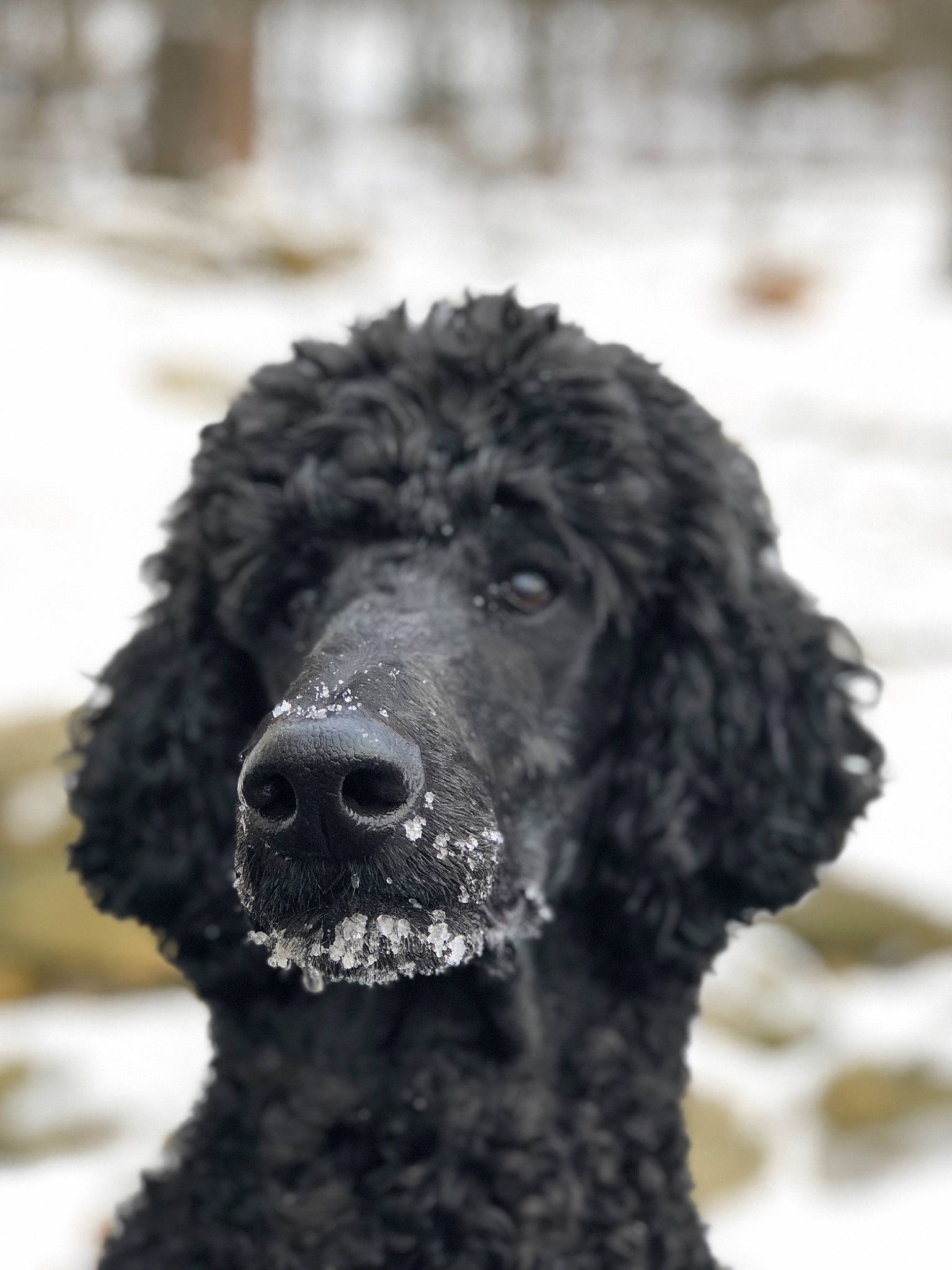 Niko is registered to the contest to win money with this photo: american_water_spaniel, barbet, canidae, carnivore, curly_coated_retriever, dog, dog_breed, irish_water_spaniel, mammal, miniature_poodle, murray_river_curly_coated_retriever, poodle, portuguese_water_dog, spaniel, spanish_water_dog, sporting_group, standard_poodle, toy_poodle, vertebrate, water_dog