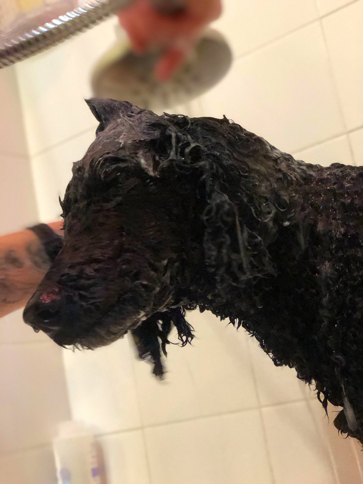 Niko is registered to the contest to win money with this photo: canidae, carnivore, dog, dog_breed, fur, kerry_blue_terrier, non_sporting_group, portuguese_water_dog, scottish_terrier, sporting_group, terrier