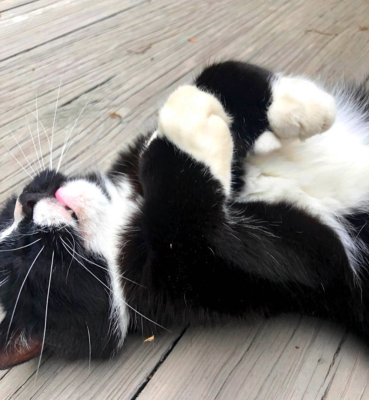 Ziggy is registered to the contest to win money with this photo: black, black_and_white, black_cat, carnivore, cat, claw, felidae, fur, kitten, paw, polydactyl_cat, small_to_medium_sized_cats, snout, tail, whiskers