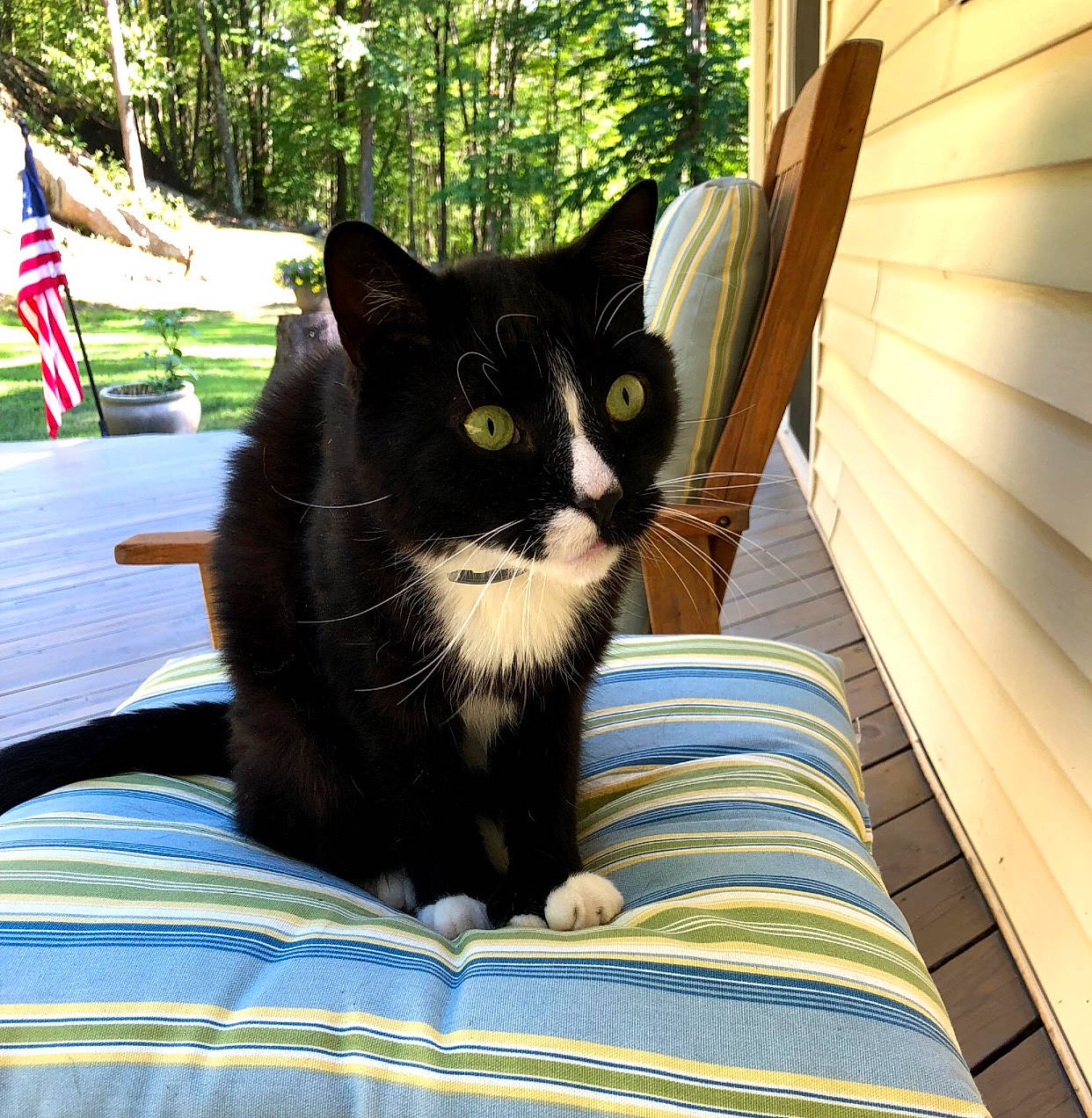 Ziggy joined the competition — help win amazing prizes! asian, black_cat, carnivore, cat, domestic_short_haired_cat, felidae, small_to_medium_sized_cats, tail, whiskers