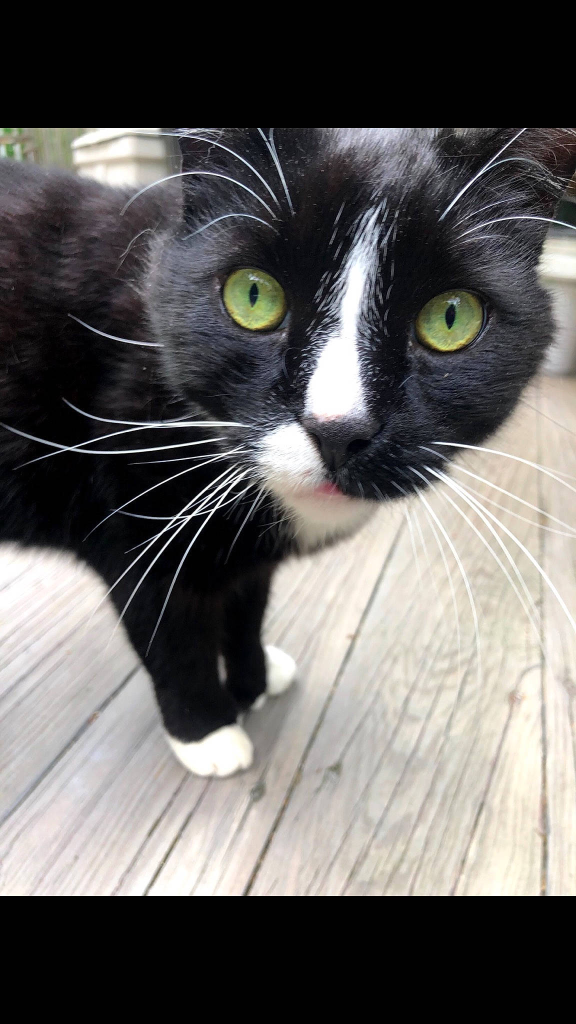 Ziggy joined the competition — help win amazing prizes! black, black_and_white, black_cat, carnivore, cat, domestic_short_haired_cat, eye, felidae, fur, kitten, norwegian_forest_cat, nose, photography, polydactyl_cat, small_to_medium_sized_cats, snout, whiskers