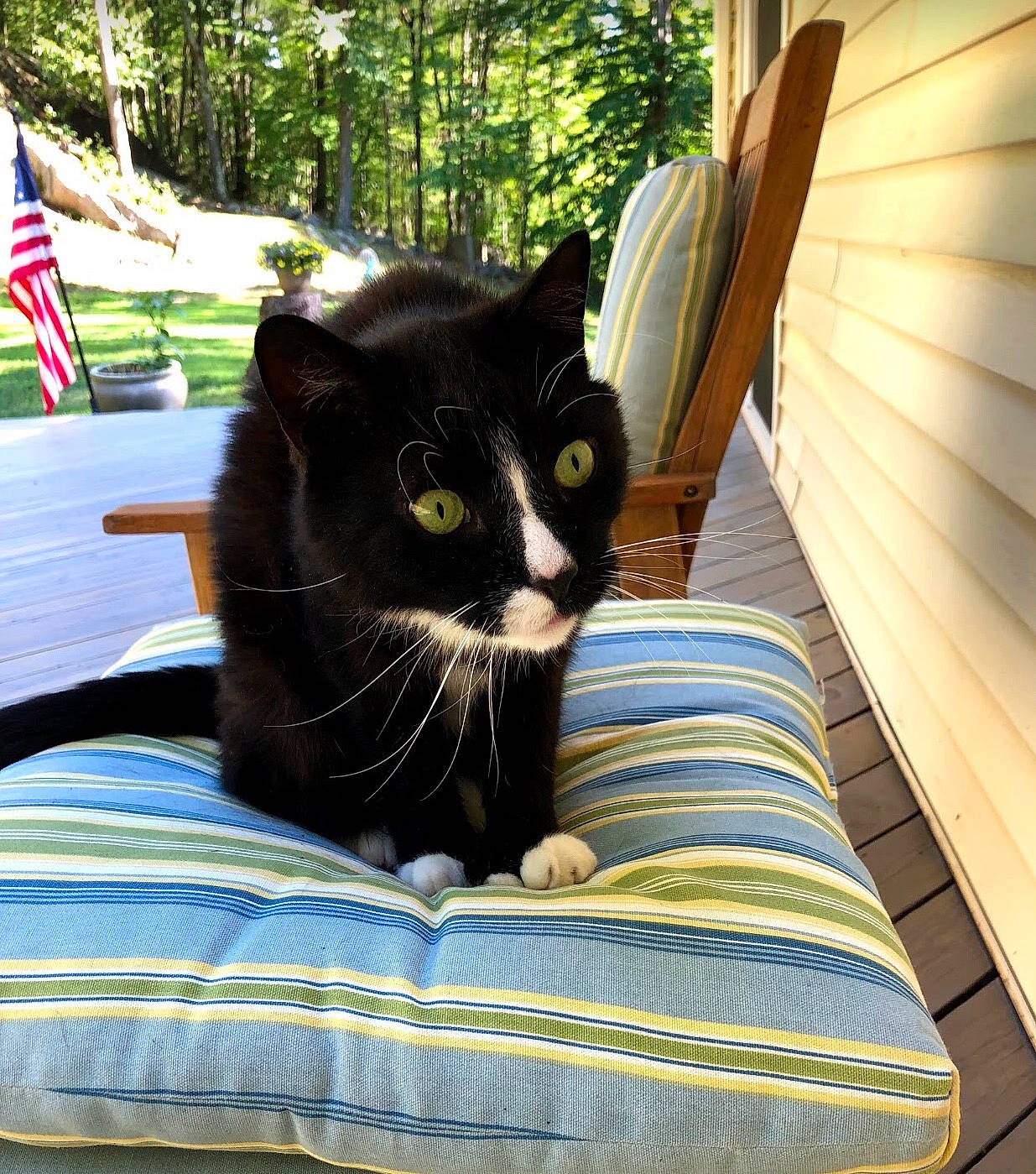 Ziggy is registered to the contest to win money with this photo: black_cat, carnivore, cat, domestic_short_haired_cat, felidae, furniture, linens, small_to_medium_sized_cats, whiskers