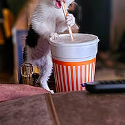 Journi is registered to the contest to win money with this photo: animal, black_and_white, cat, close_up, cup, curious, cute, domestic, drink, funny, furniture, indoor, kitten, paws, pet, playful, straw, table, whiskers, young