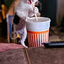 animal, black_and_white, cat, close_up, cup, curious, cute, domestic, drink, funny, furniture, indoor, kitten, paws, pet, playful, straw, table, whiskers, young