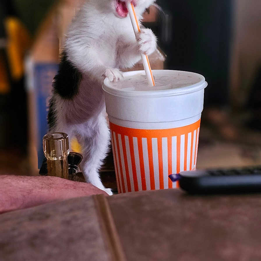 Journi is registered to the contest to win money with this photo: animal, black_and_white, cat, close_up, cup, curious, cute, domestic, drink, funny, furniture, indoor, kitten, paws, pet, playful, straw, table, whiskers, young