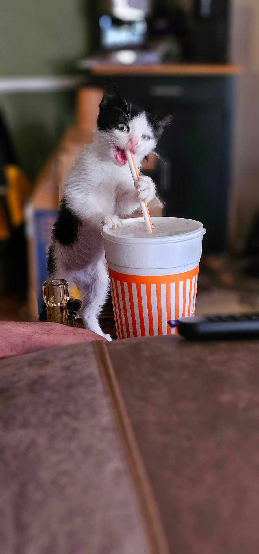 Journi is registered to the contest to win money with this photo: animal, black_and_white, cat, close_up, cup, curious, cute, domestic, drink, funny, furniture, indoor, kitten, paws, pet, playful, straw, table, whiskers, young