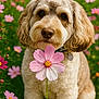 adorable, animal, bokeh, closeup, collar, cute, dog, field, flower, fluffy, fur, grass, greenery, nature, nose, outdoor, pet, pink_flower, portrait, summer