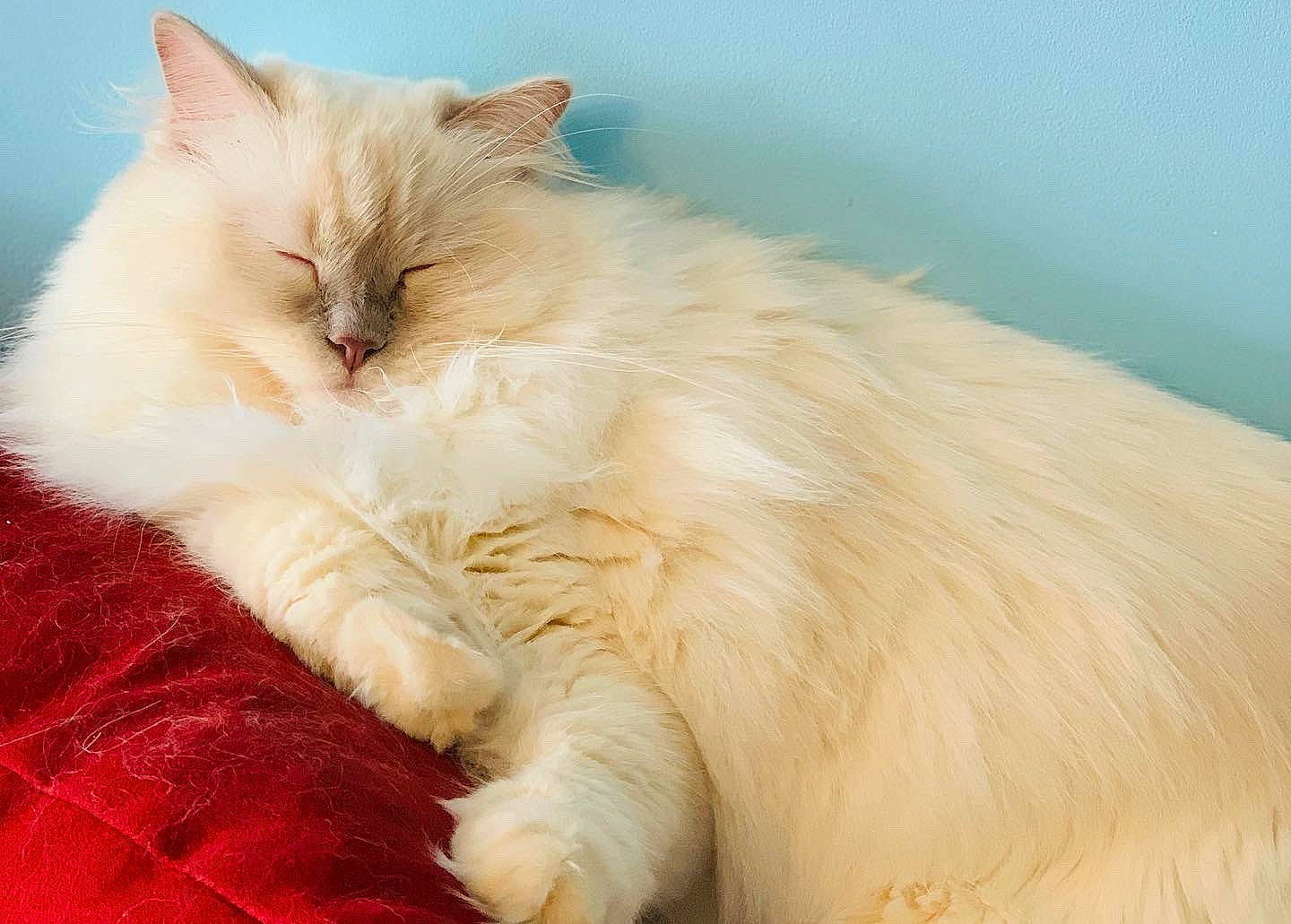 Lilac Dandelion joined the competition — help win amazing prizes! carnivore, cat, claw, comfort, fawn, felidae, fur, ragdoll, small_to_medium_sized_cats, snout, tail, whiskers