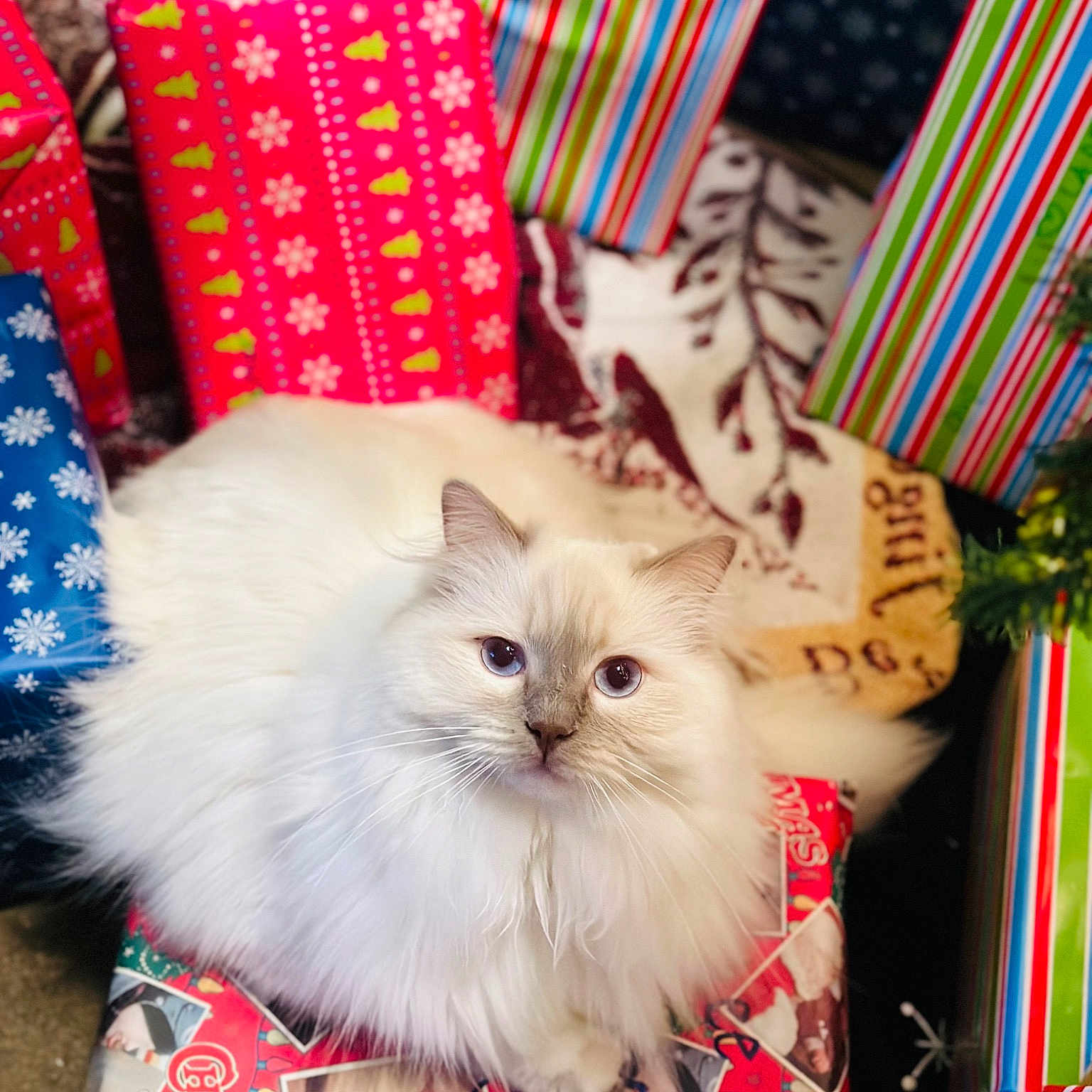 Lilac Dandelion joined the competition — help win amazing prizes! birman, british_longhair, carnivore, cat, event, fawn, felidae, fur, holiday, pattern, persian, ragdoll, small_to_medium_sized_cats, whiskers