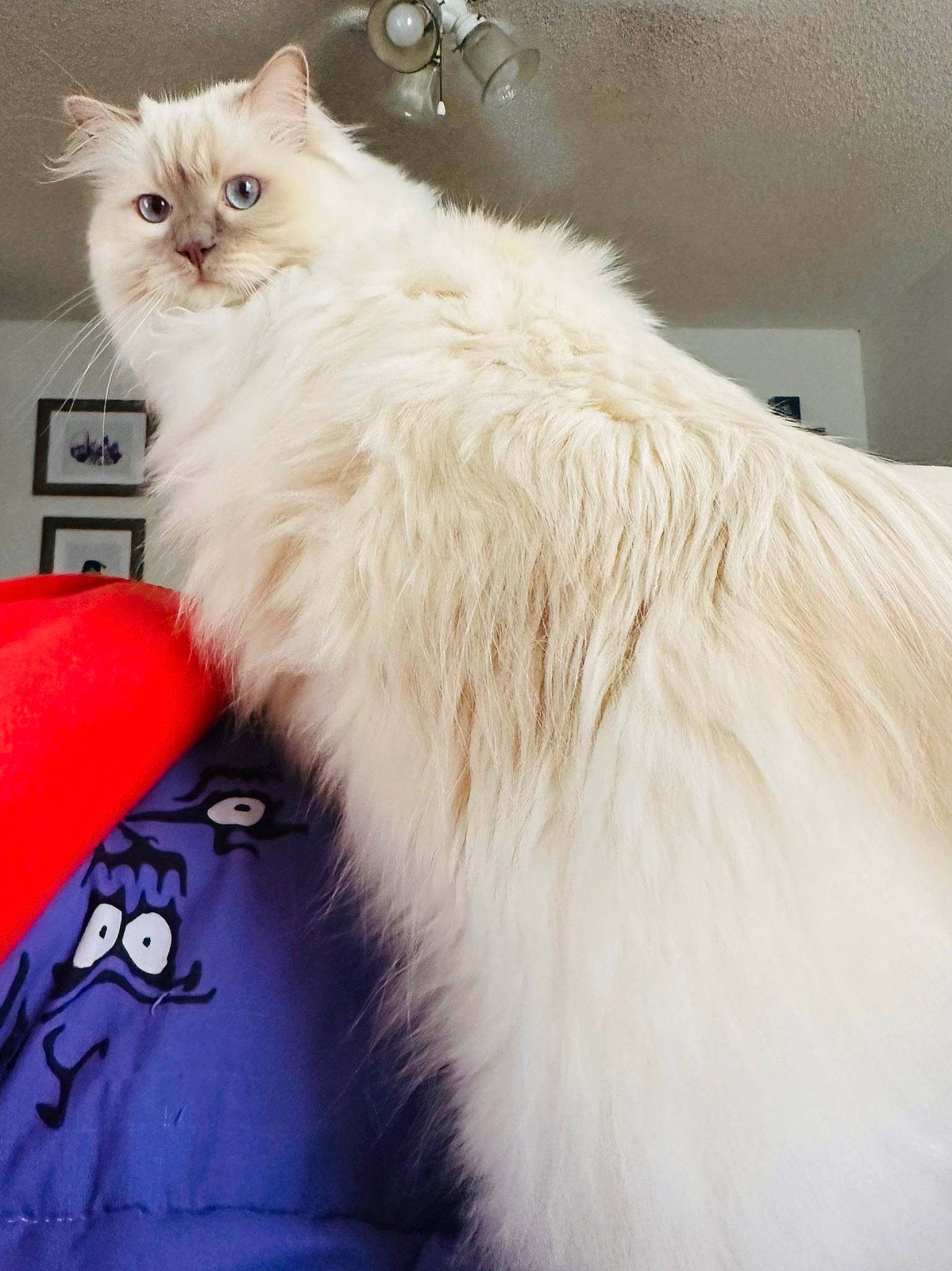 Lilac Dandelion is registered to the contest to win money with this photo: bag, british_longhair, carnivore, cat, fawn, felidae, fur, luggage_and_bags, paw, persian, ragdoll, small_to_medium_sized_cats, tail, whiskers